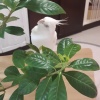 小鸚鵡
