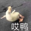 疋疋疋疋疋