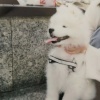 小穗
