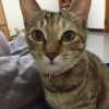謝書旻