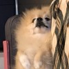 賈賈