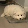 月光小狗