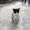 菜醬