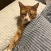 門牙