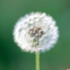 poppyflower