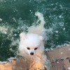 冠良