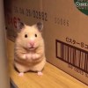 Paul