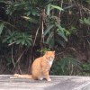 軟泥
