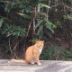 軟泥