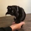 pups91004