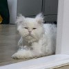 putaoyou