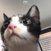 PY