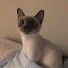 LilSleepyCaptain