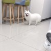 咪