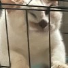 下堡村黑帮老大