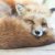 Fox RT