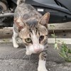 跳