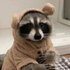 raccon29