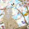 蕎