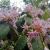 raspy_term_9p9
