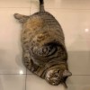 rekiki