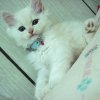 樂樂cat