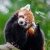 red_panda2835
