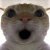 Jellybean