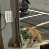 小熊