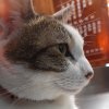 neko