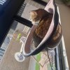 里克斯