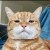 robin_peng