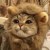 灰山猫阿咻