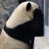 洛奇