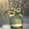 rosefairy