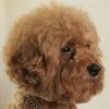Teddy Chow
