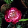 rough_truth_7e