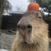 柔伊