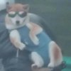 狗贩子