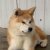 Akita