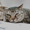 阿古