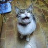Chao Feather