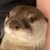 水獺