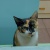 CopyCat