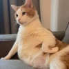 Afufu