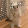 貝爾卡多