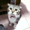 ★╴﹑蹦蹦糖