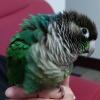 馬