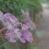 LSD與鮮花