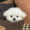 鄭